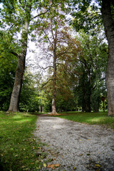 Forststraße im Herbst, vergilbte Bäume und Farben der Natur