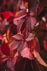 Red autumn leaves. Background full of leaves.