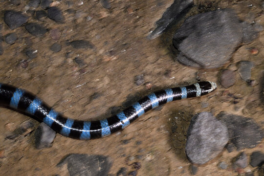 Sea snake