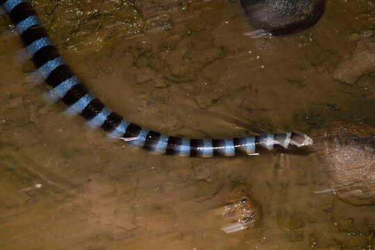 Sea snake