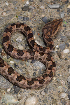Brown-spotted Pit viper
