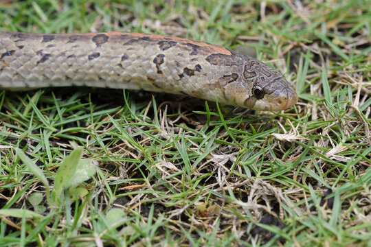 Taiwan Kukri snake
