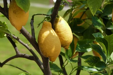 Lemon tree