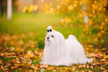 White dog breed Maltese lapdog in the autumn forest. Beautiful autumn picture. - 383272727