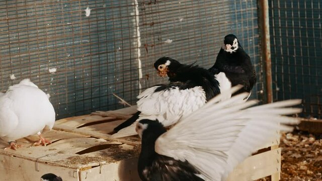 Beautiful unusual purebred doves in ecopark in a cage, exhibition of beautiful birds, captive birds