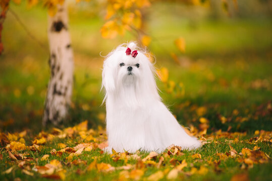 White dog breed Maltese lapdog in the autumn forest. Beautiful autumn picture.