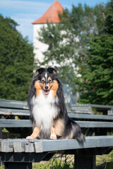 Summer portrait of sweet cute and smiling black and white shetland sheepdog, sheltie sitting outside on a wooden bench. Little lassie dog outdoors on bench, small collie with green background