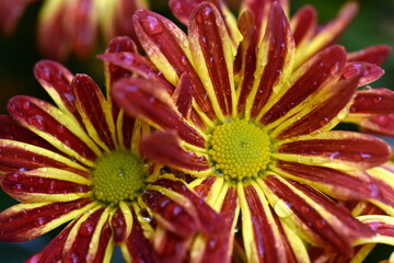 Nahaufnahme von nassen Gazanienbl&uuml;ten