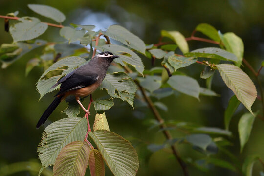 White-eared sibia