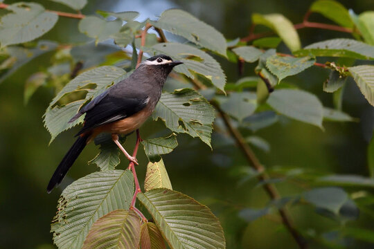 White-eared sibia