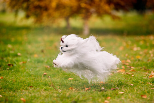 White dog breed Maltese lapdog in the autumn forest. Beautiful autumn picture.