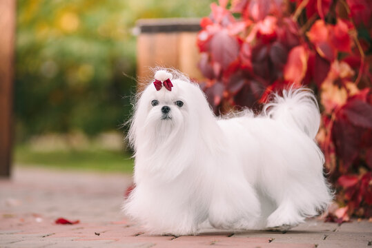 White dog breed Maltese lapdog in the autumn forest. Beautiful autumn picture.