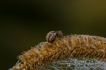spider on a twig