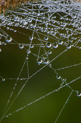 spider web with dew