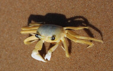 CRAB ON THE BEACH - BRAZIL