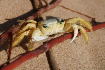CRAB ON THE BEACH - BRAZIL