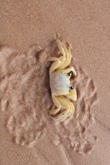 CRAB ON THE BEACH - BRAZIL
