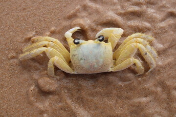 CRAB ON THE BEACH - BRAZIL