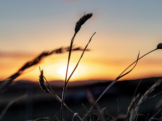 sunset in the field