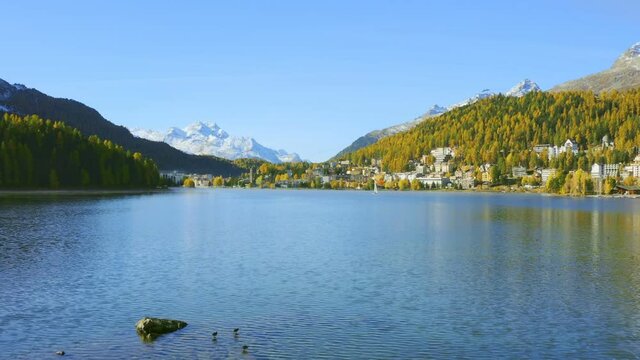 Swiss Sankt Moritz Lake, autumn yellow pine forest, beautiful landscape, tilt up
