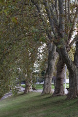 Urban park in the downtown of Bilbao