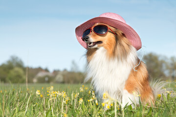 Funny portrait of sable white  shetland sheepdog with stylish straw pink hat and sunglasses. Cute...