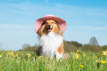 Funny portrait of sable white  shetland sheepdog with stylish straw pink summer hat. Cute little...