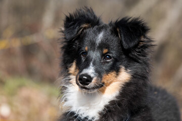 Stunning nice fluffy black sable white shetland sheepdog puppy, sheltie sitting pretty outside on a sunny day.  Small, little cute collie, lassie sheepdog, outdoors portrait in the forest
