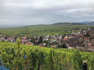 Fototapeta na wymiar vineyard in region Alsace