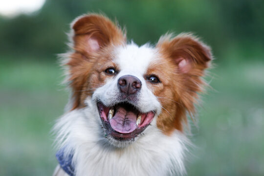 Smiling charming adorable sable red and white border collie female outdoors portrait on summer time with background of green grass. Most clever dogs breed in the world - herding border collie 