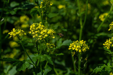 Bright yellow mustard flowers among green leaves and stems. Cruciferous plants in light of sun