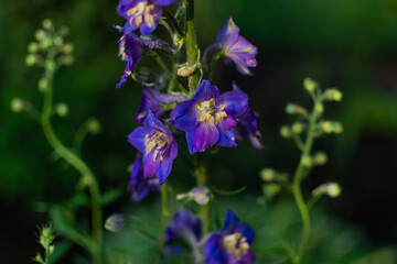 Fototapeta na wymiar Blue purple bright delphinium flowers with stems in light of sun. Green summer garden