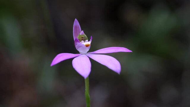 a pretty pink caladenia carnea orchid in flower at an australian forest