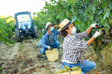 Female farm worker in protective face mask harvesting fresh ripe grapes at vineyard in autumn....