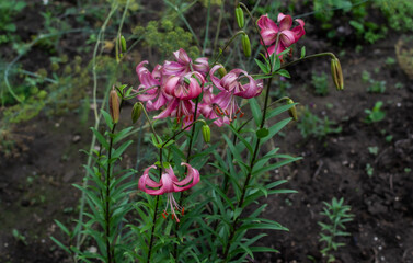 Light pink flowers Lilium Martagon with curly swirling petals, red large pistils grows on stem with green leaves in the garden. Field summer plant
