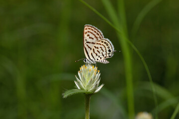 Spotted Pierrot butterfly, Tarucus callinara, Panna, Madhya Pradesh, India