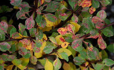 Texture of slightly yellowed autumn foliage with red veins