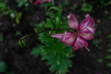 Bright pink flower Lilium Martagon with curly swirling petals grows on stem with green leaves in the garden. Field summer plant. Top view