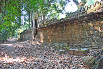 The wall of the Preah Khan temple and the tree that grew on it