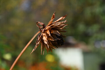 Dry Dahlia flower with ripe seeds on a branch on a blurry background in the garden.