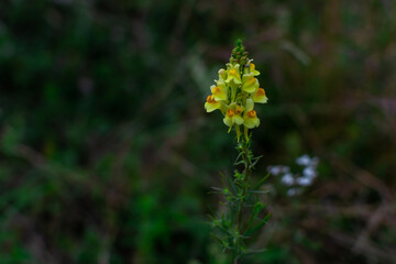 Bright yellow flower of Linaria vulgaris with an orange center. Field summer plant. Green grass background