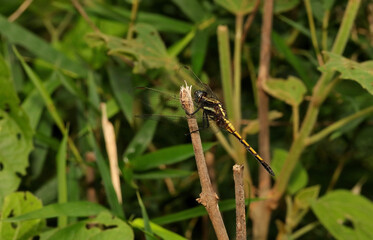 Female Blue Marsh Hawk, Orthetrum Glaucum, Ganeshgudi, Karnataka, India