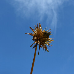 Dry Dahlia flower with ripe seeds on a branch against a blue sky