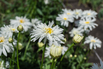 White flowers Leucanthemum with yellow center and green leaves grows in sunny garden. Large daisies in field