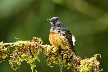 White Rumped Shama, Copsychus malabaricus , Ganeshgudi, Karnataka, India