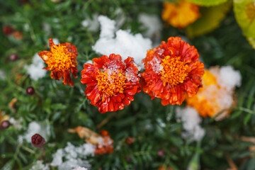 The flowers of the marigolds are frozen and covered with the first snow. The beauty of nature in autumn.