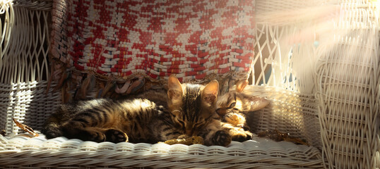 christmas tree decoration © Kaan