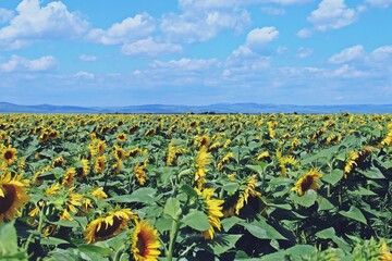 Fototapeta na wymiar Campo de girasoles en Slobozia, Rumanía. Un bonito campo de girasoles con los girasoles en flor y el cielo azul con nubes.
