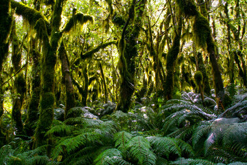 Ancient forest in Milford Track National Park, New Zealand