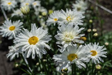 Obraz premium White flowers Leucanthemum with yellow center and green leaves grows in the garden. Large daisies in the field in light of sun